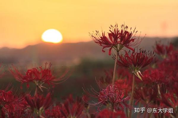 保存版 年日本节假日提前掌握 知乎