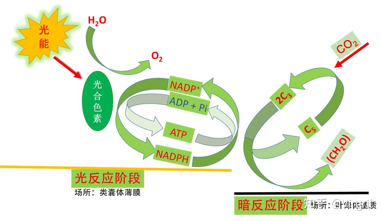 光合作用包含了光反应和暗反应两个阶段 审题 本题是对光合作用暗反应