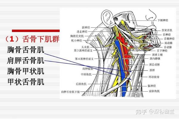 副神经、舌下神经 - 知乎