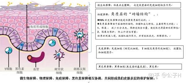 聊聊皮肤屏障呗 - 知乎