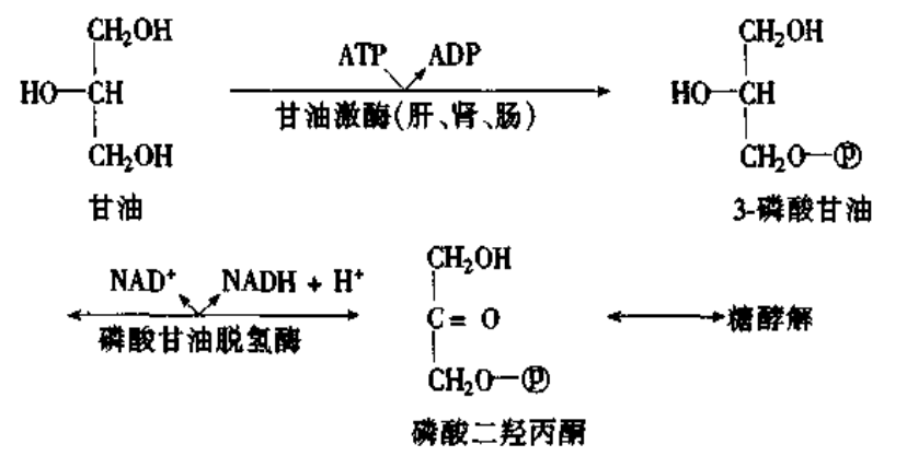 脂肪氧化分解需不需要糖的帮助? 