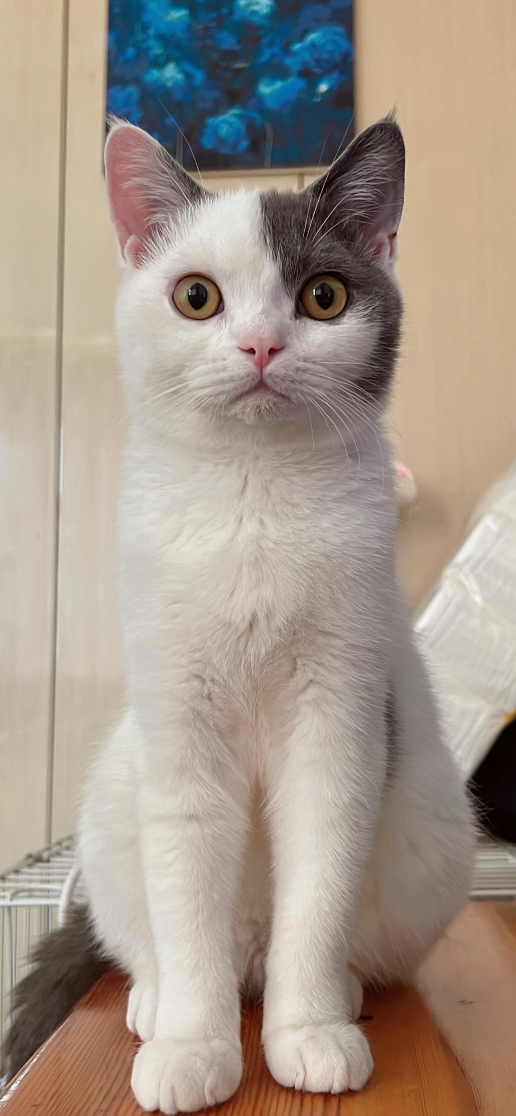 你家猫咪最萌的照片可以让我看看吗