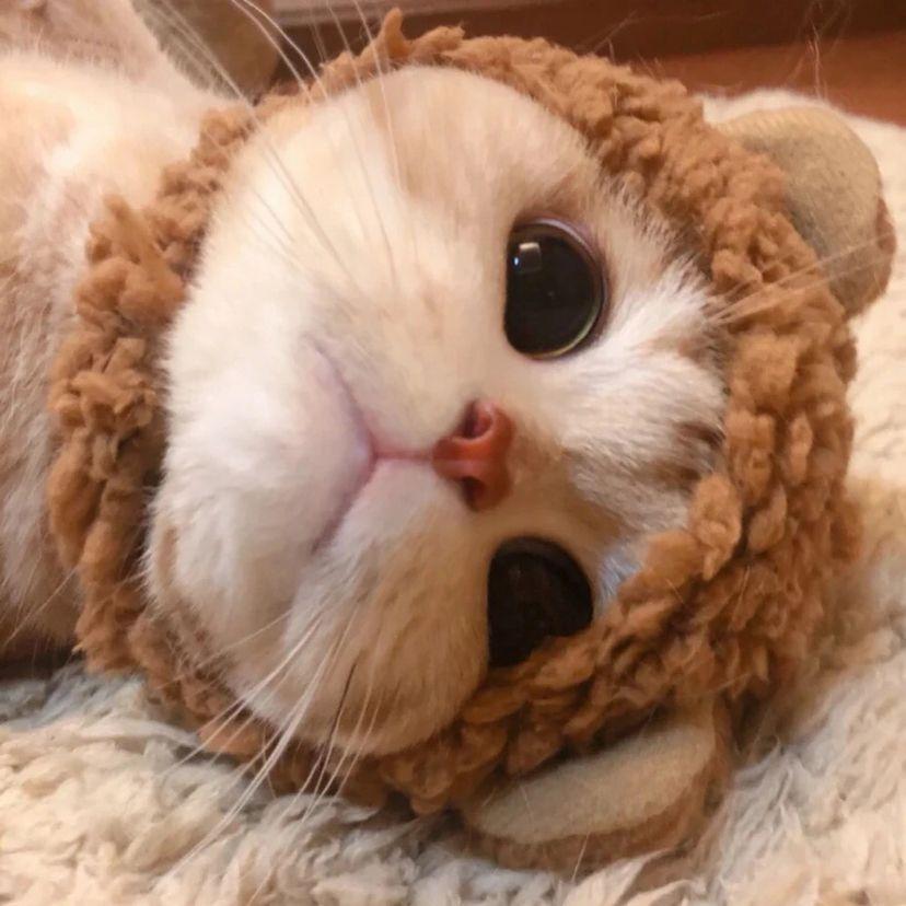 有没有敲可爱的猫咪头像? - 知乎