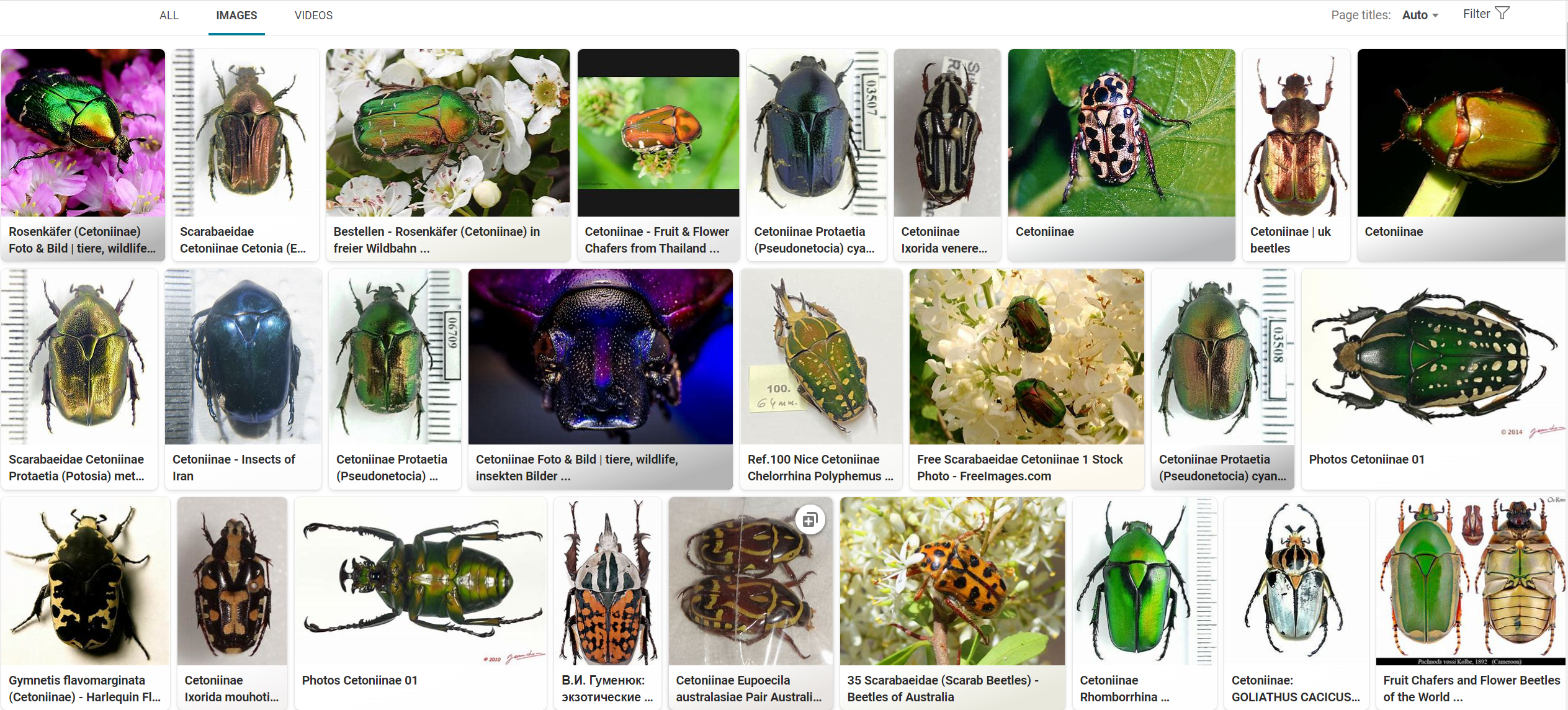 金龟科有几个亚科? - 知乎