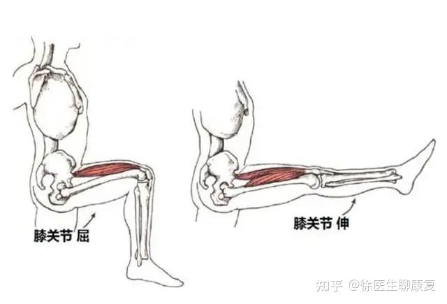 膝关节运动方向示意图图片