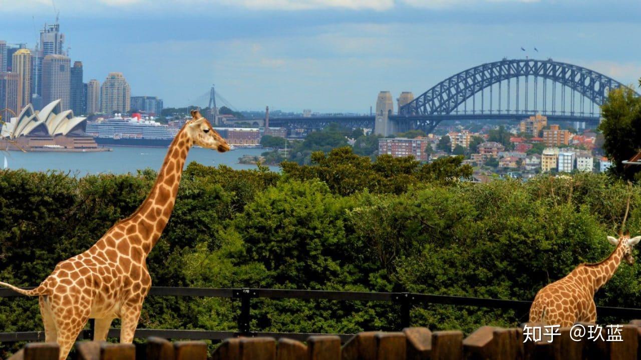 澳洲最负盛名的动物园,地处悉尼富人区 mosman塔龙加动物园(taronga