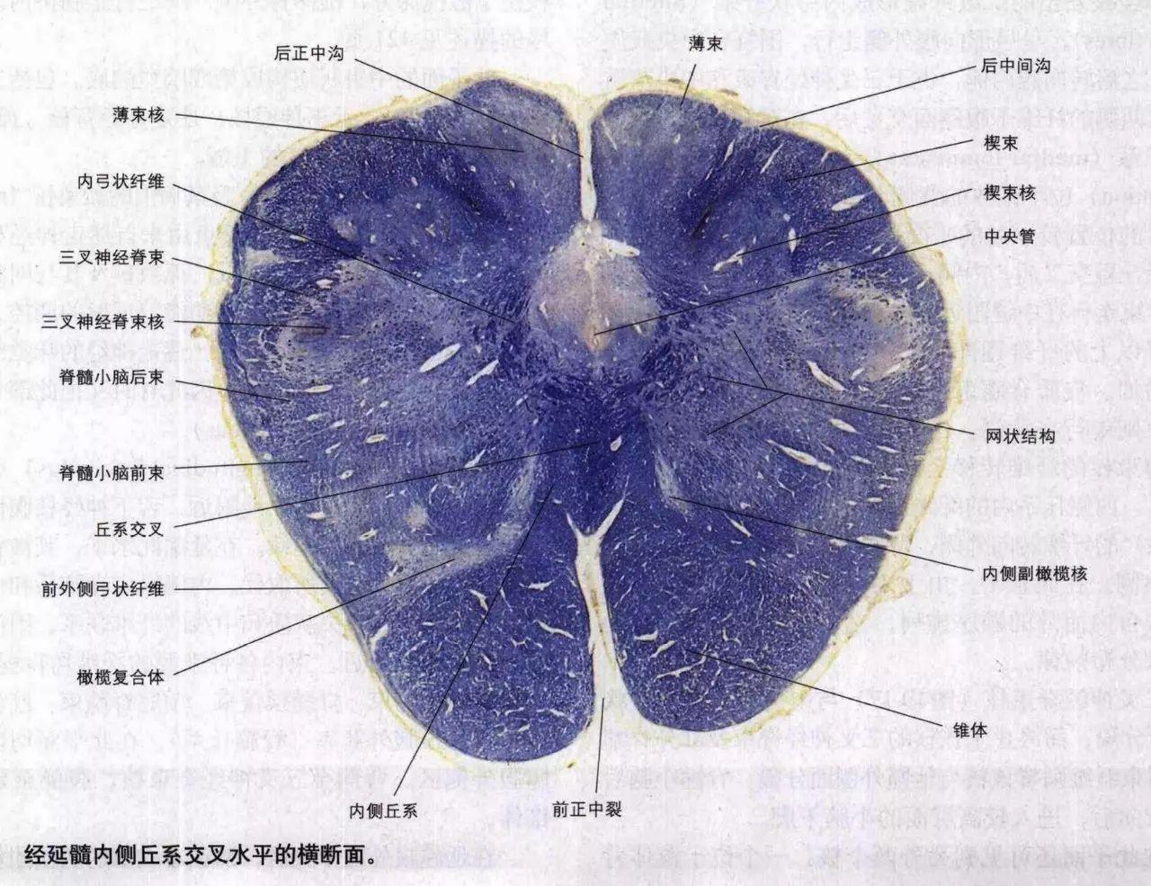 脑干切面观 - 知乎