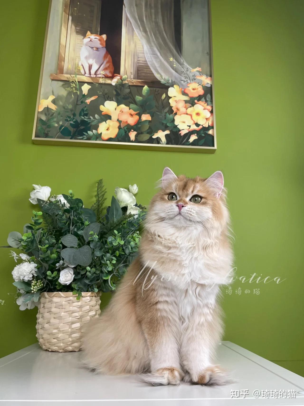 赛级长毛金渐层