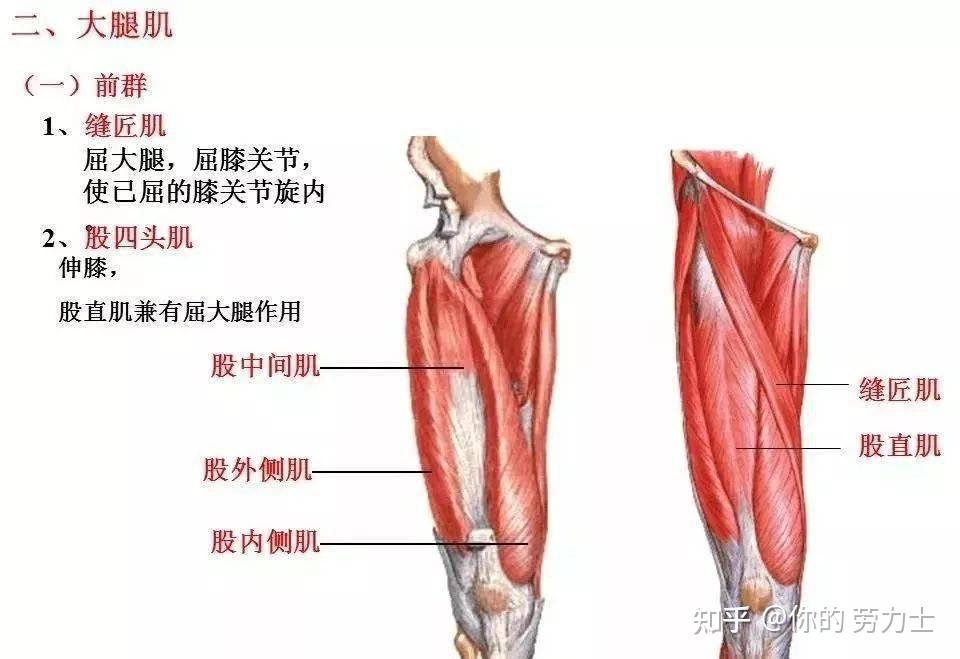 全身肌肉解剖圖彙總及肌肉功能