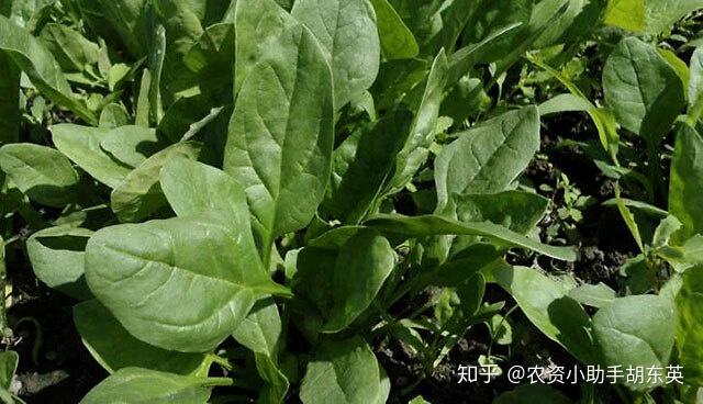 菠菜根结线虫病怎么治疗?防治蔬菜根结线虫的方法有哪些?