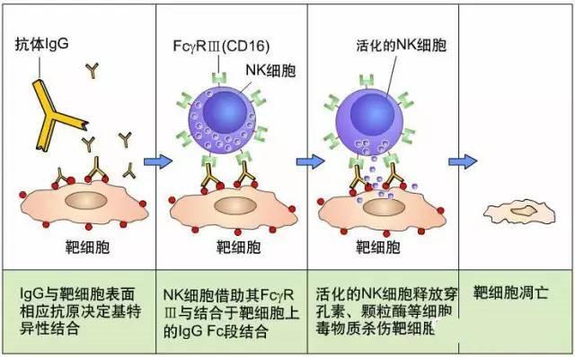 b淋巴细胞的功能可溶性抗原免疫逃避免疫耐受