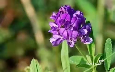 紫花苜蓿 知乎
