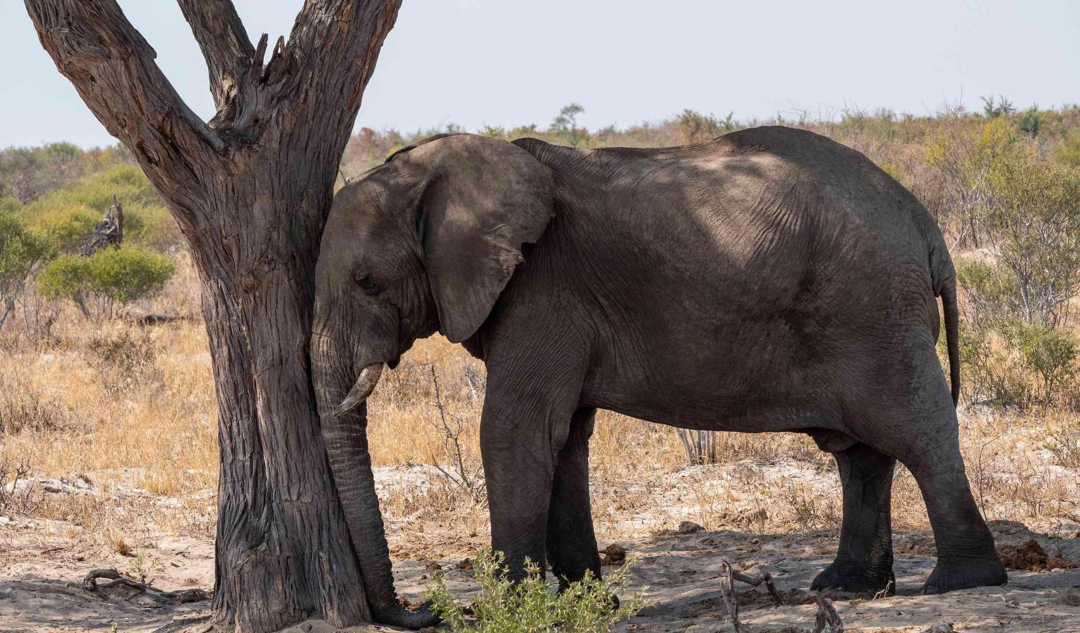 为什么蝙蝠可以倒挂着睡觉,除了蝙蝠还有哪些小动物有奇怪的睡姿?