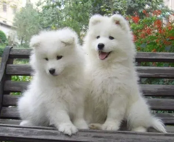 每日一宠萨摩耶