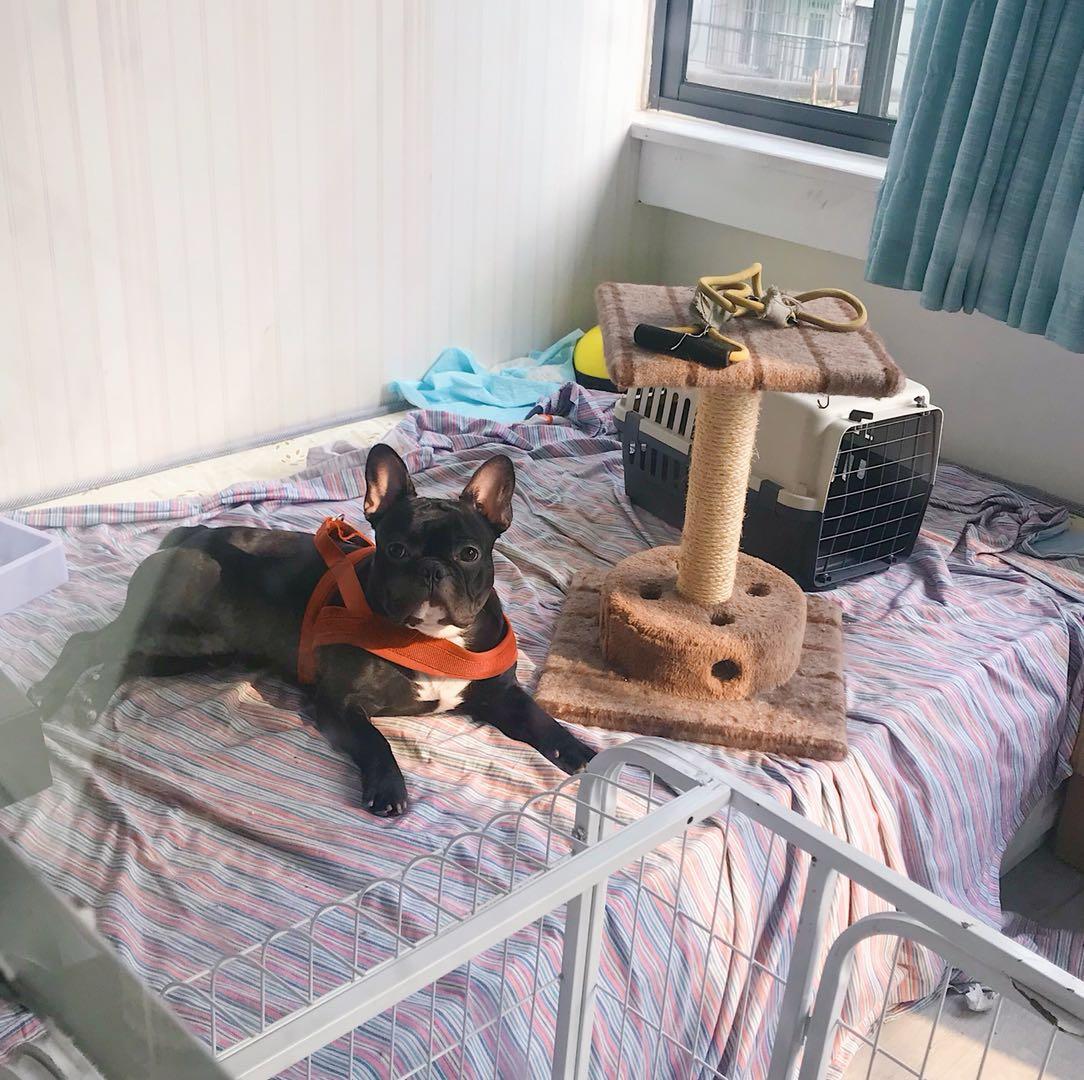 法斗的智商到底有多低?