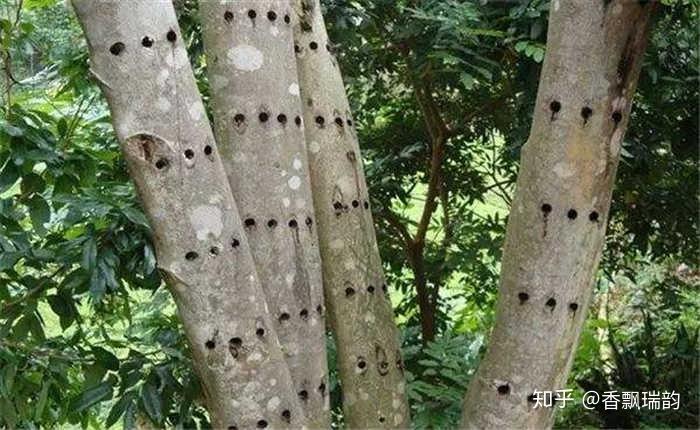 沉香贵在哪里？看看沉香五贵就知道了- 知乎
