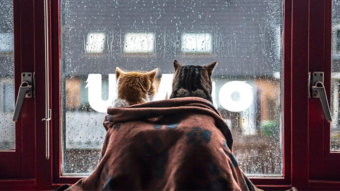 天哪 没想到下雨天 猫咪竟然会干出这些事来 知乎 天哪 没想到下雨天 猫咪竟然会干出这些事来 知乎