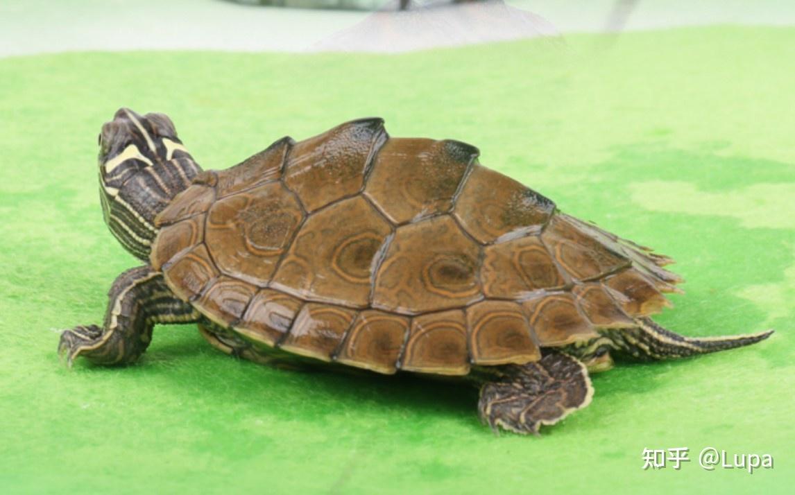 按价格排序常见观赏龟类推荐（水龟篇） - 知乎