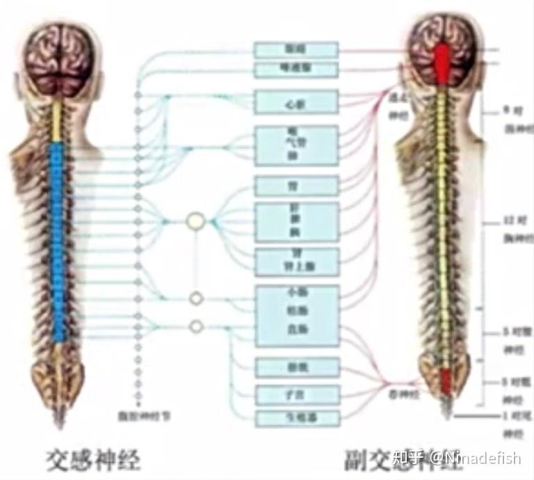 v2-11e1a3f1f39b1410c5ba45ae18175214_r.jpg