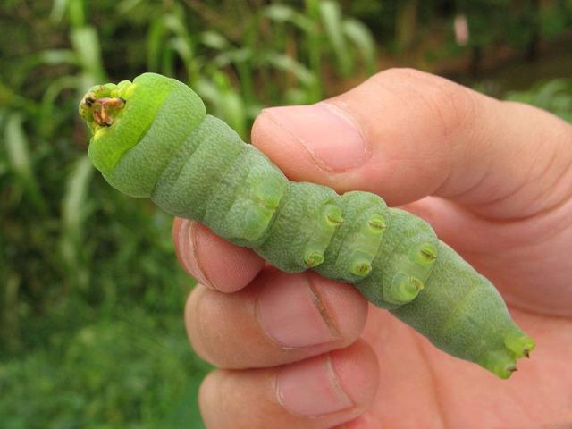 曾经的农业害虫,如今却成美味食材,豆田大青虫已华