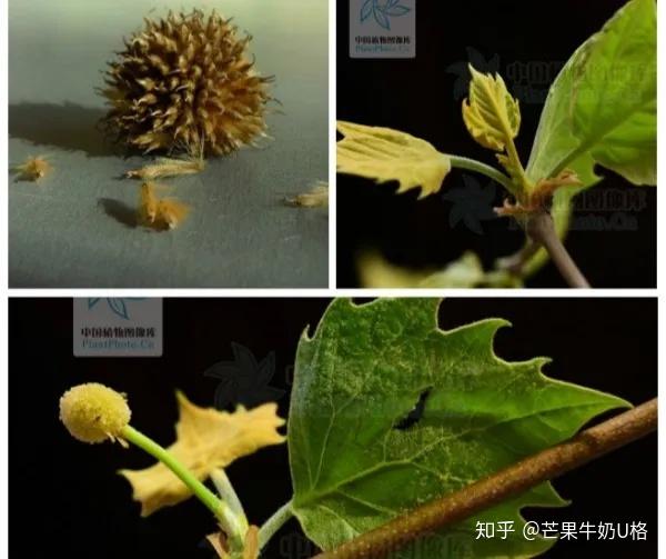 悬铃木开始"脱发"的时候,嫩枝,嫩叶上的星状毛以及球果上带毛的种子
