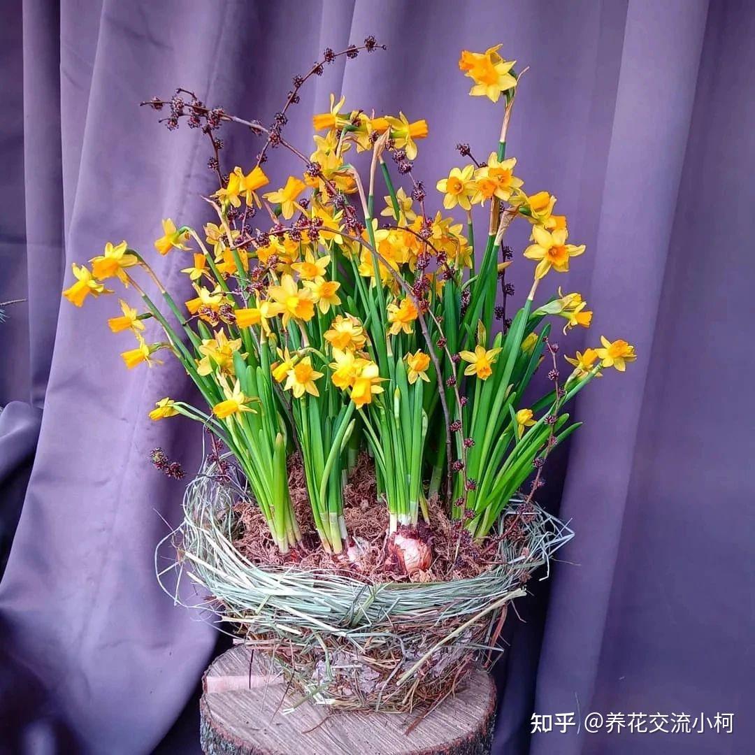 很适合在秋季栽种的6种球根花卉，适合盆栽养护，阳台养就能开花