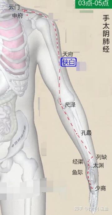 中医《十二经脉》-手太阴肺经 相关整理 - 知乎