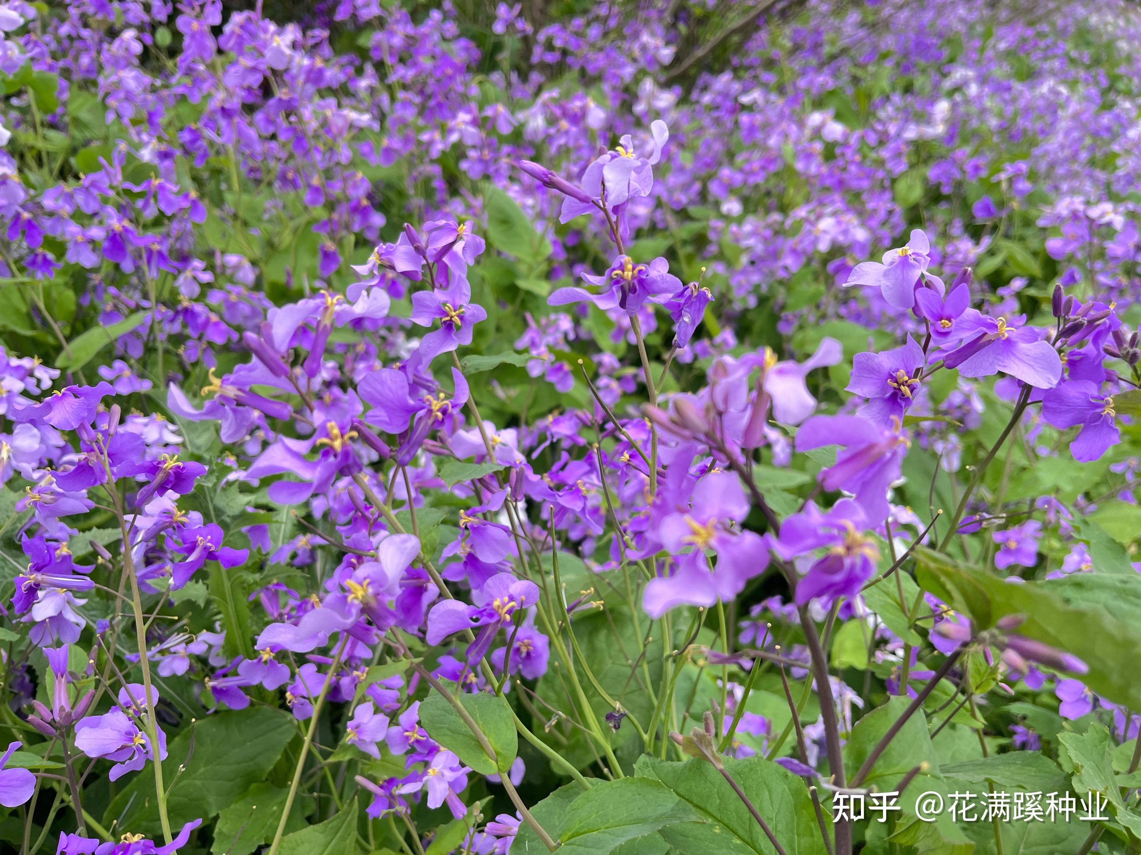 诸葛菜——二月兰的种植方法 - 知乎
