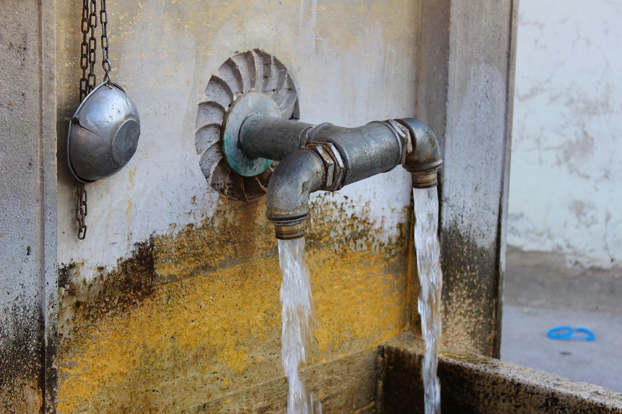 药用半个金钟多少钱