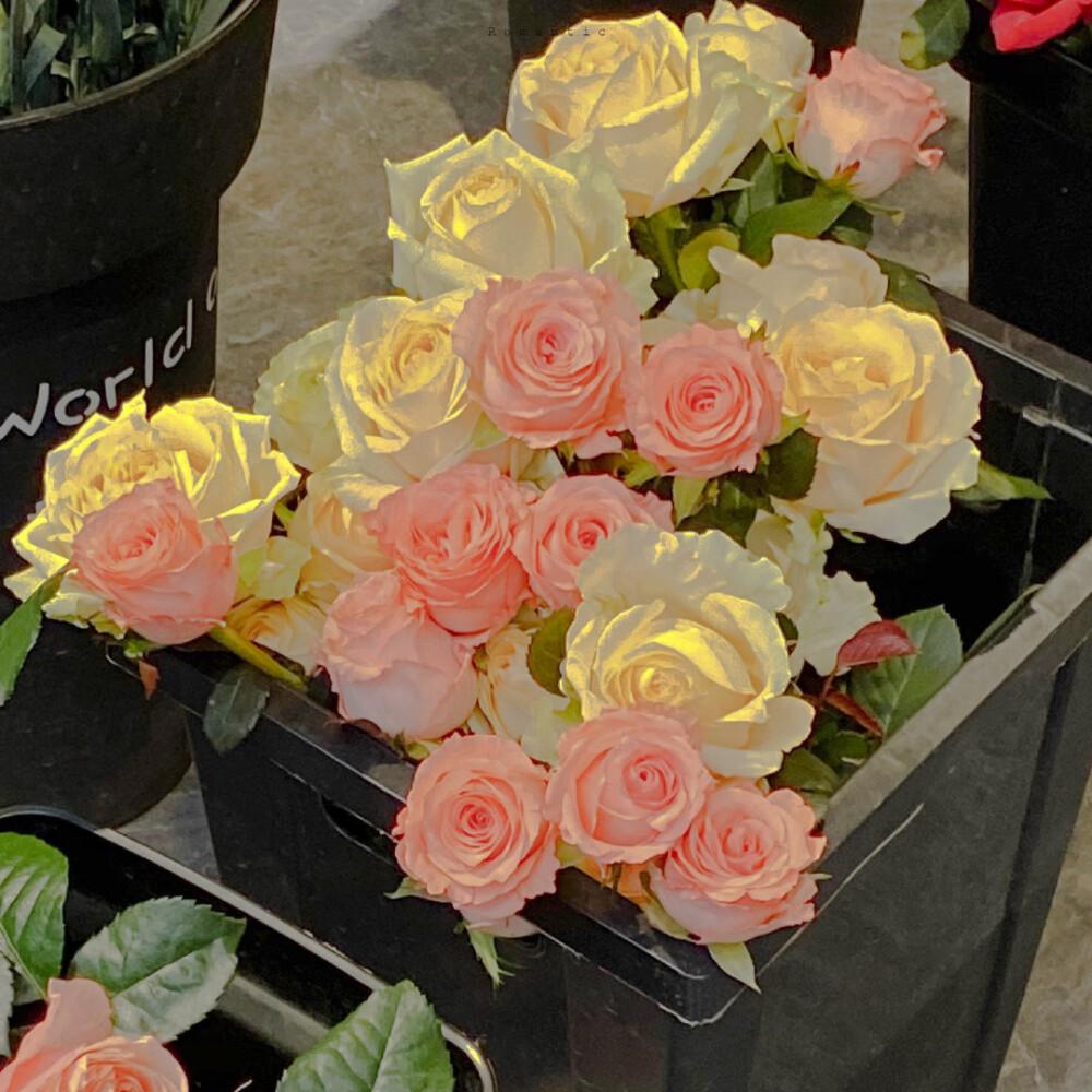 有没有这样关于玫瑰花的微信背景图或者有意境的文字背景图? - 知乎