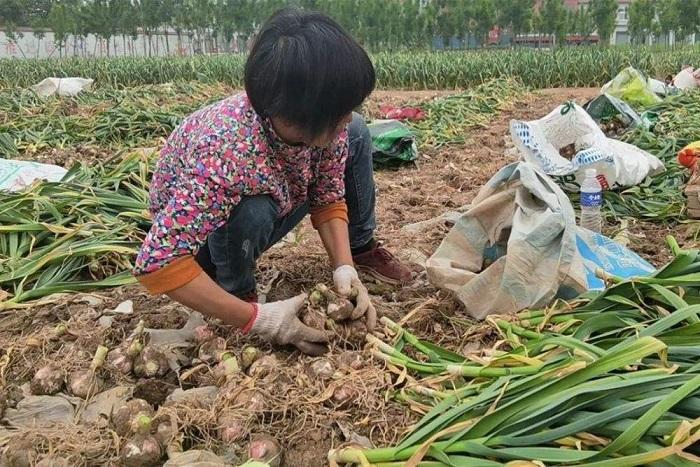 男子6元钱买一碗面，装半袋蒜，网友：这买卖合算 - 知乎