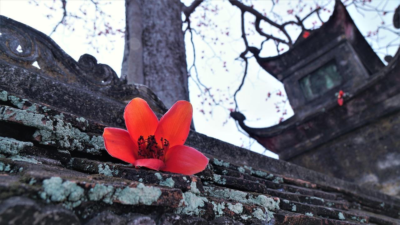 4. 香樟树批发价格