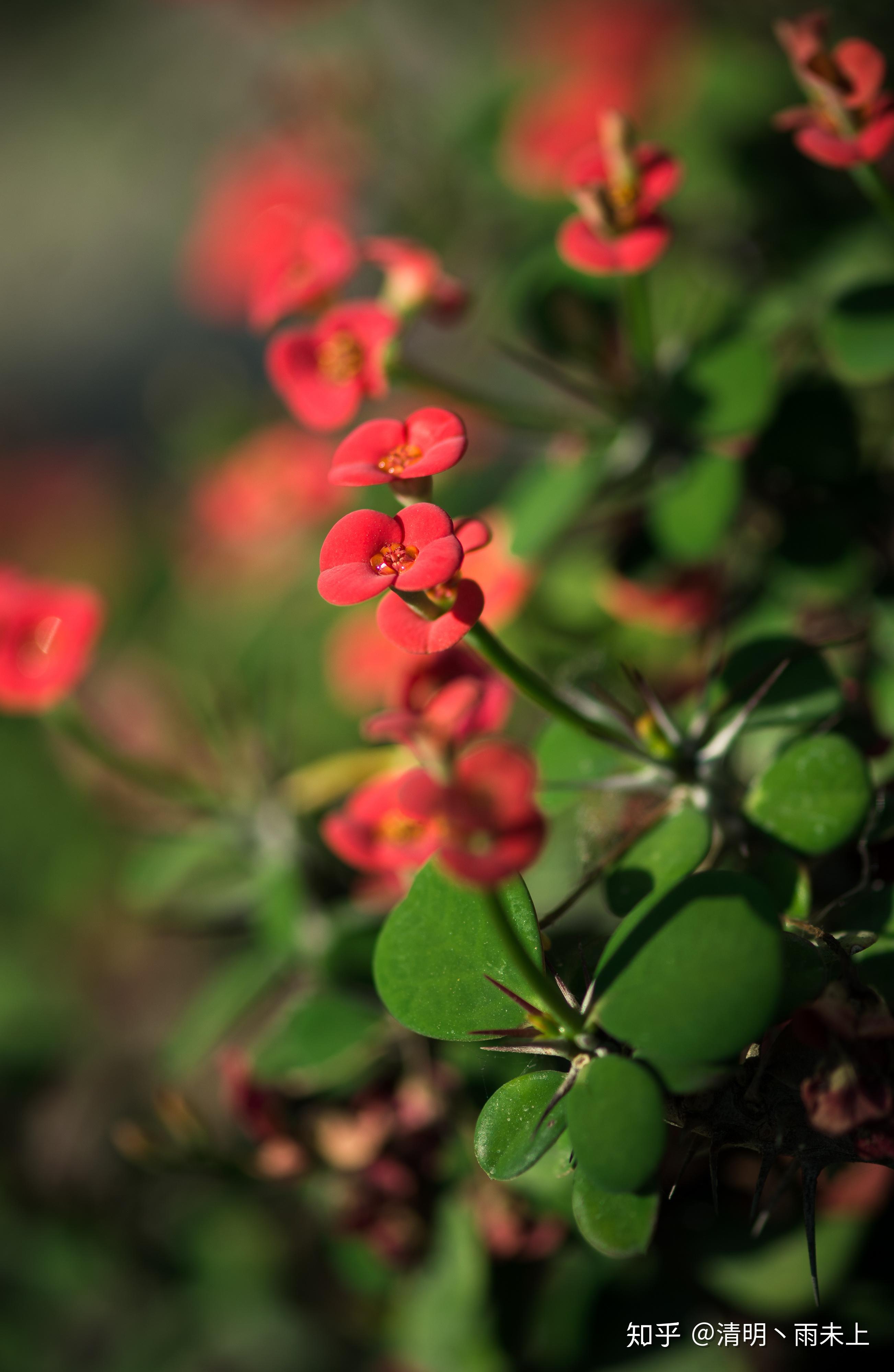 植物园之行第十一季铁海棠
