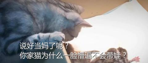 没文化的养猫人 知乎