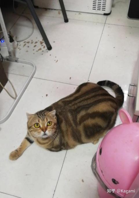 这种黑条纹猫咪是什么品种