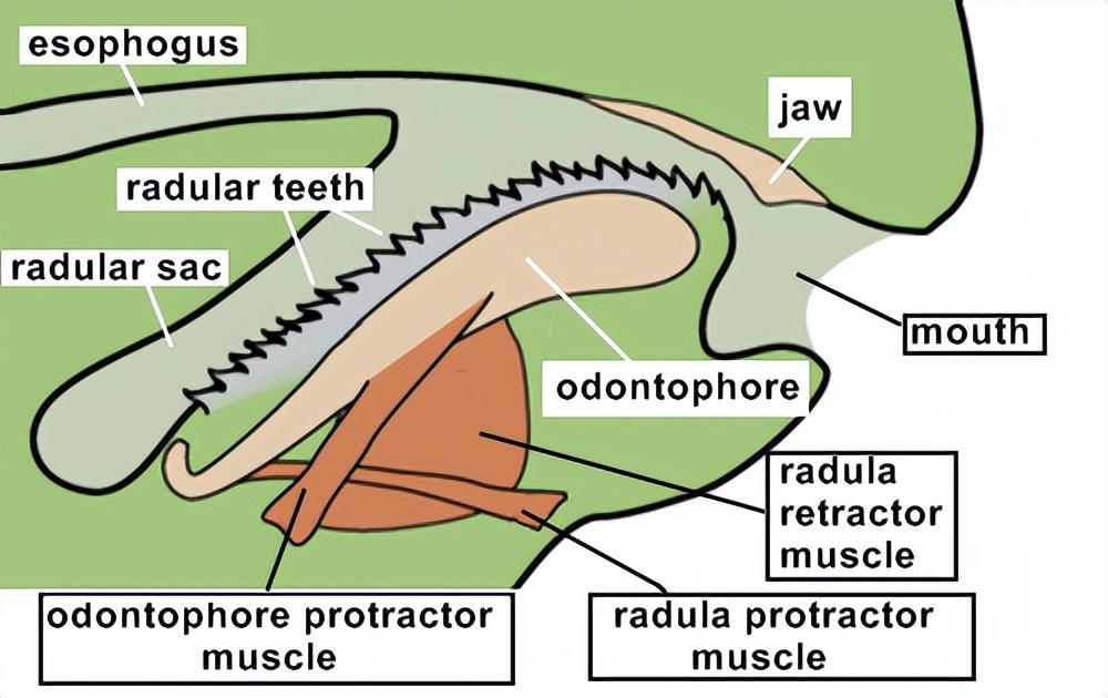 齿和两侧的侧齿,但也有一些种类,如没有贝壳的无板纲(aplacophorans)