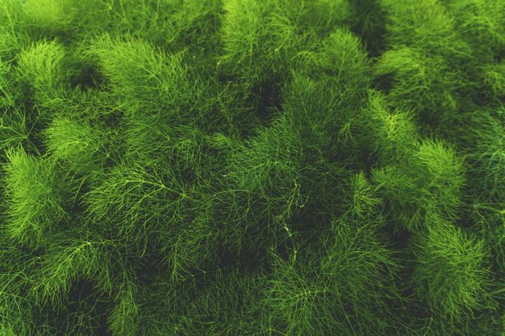 ่ฏฆ่งฃ โGreenโ ไธ่ฏ็ๆฏๅปๅผ็ณๆไนๅๅ
ถ็จๆณ - ็ฅไน