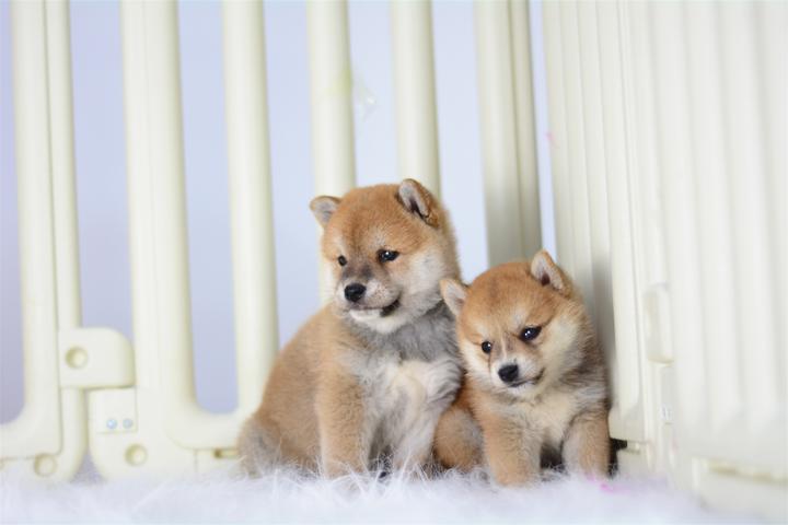 柴犬聪明吗 适合在家养吗 知乎