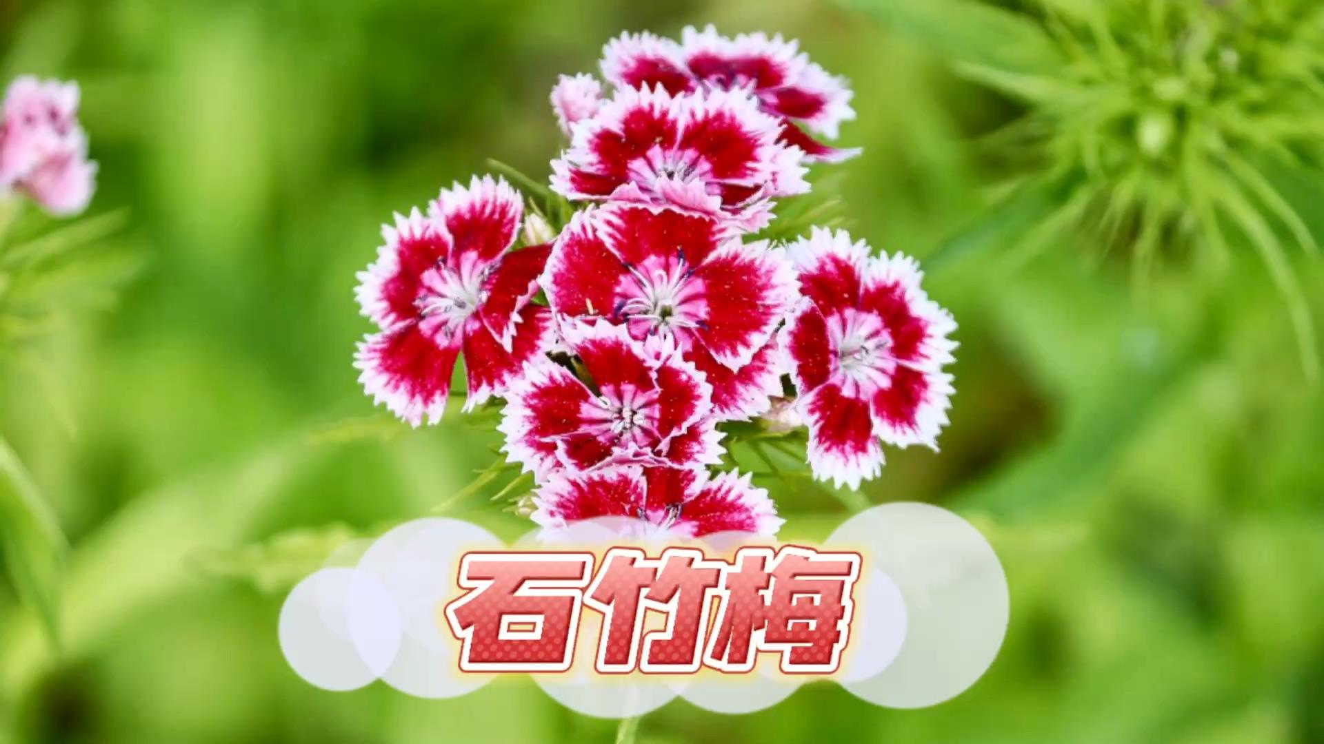 如图,这花是相思梅还是石竹? - 知乎