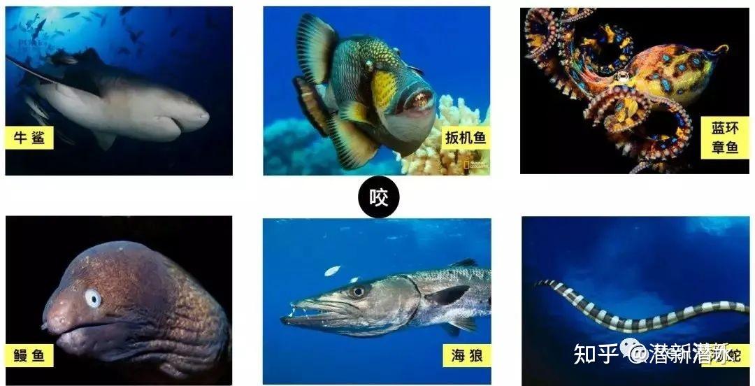 咬伤:咬伤多来自于嘴大面凶受刺激的动物,包括海蛇,鳗鱼,鲨鱼,扳机鱼