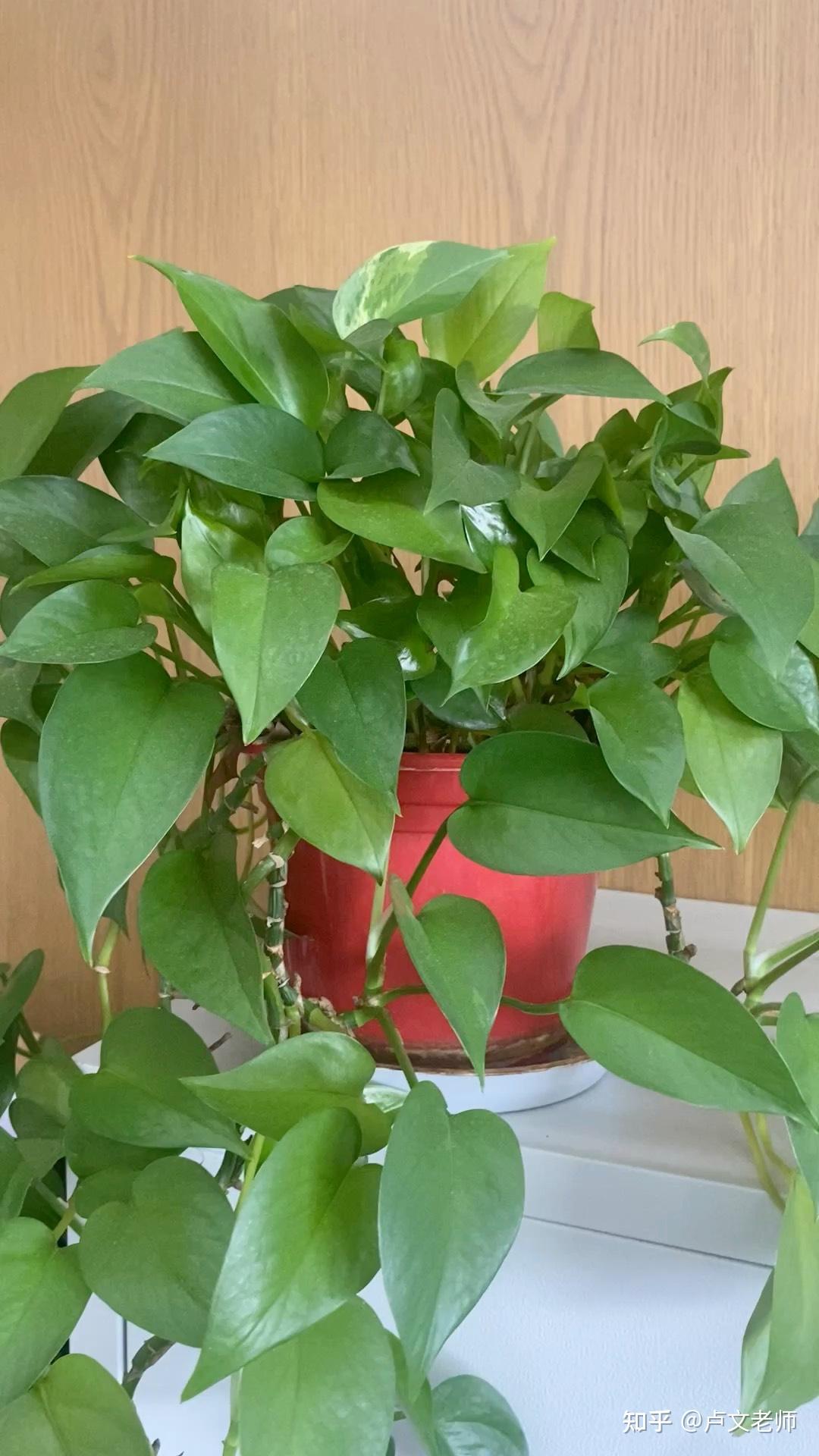 绿植对家里风水的影响 - 知乎