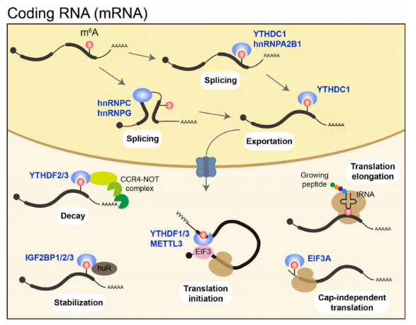 国自然研究热点-RNA甲基化研究指南 - 知乎