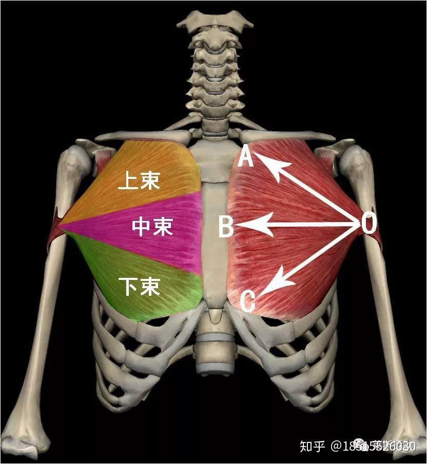 胸大肌的位置图图片