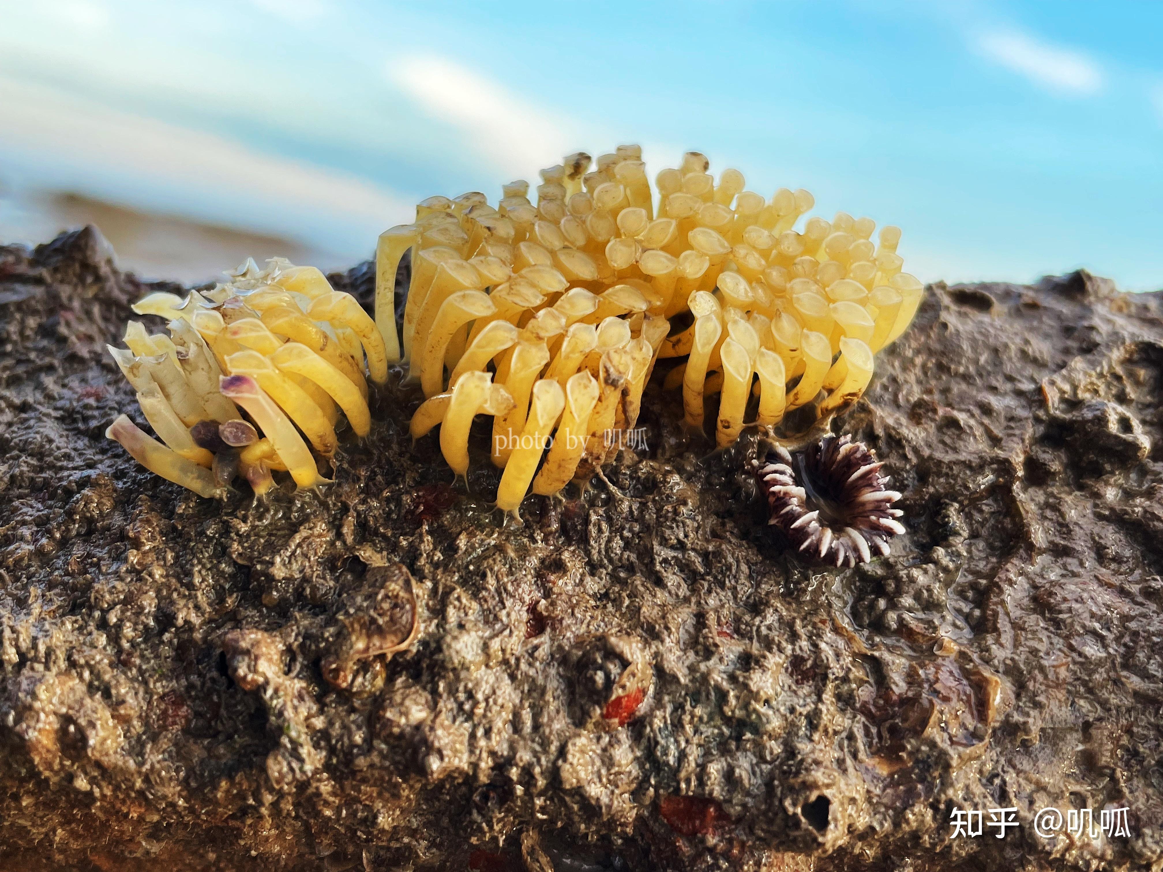 海边沙滩上透明的像果冻一样的是什么? - 知乎