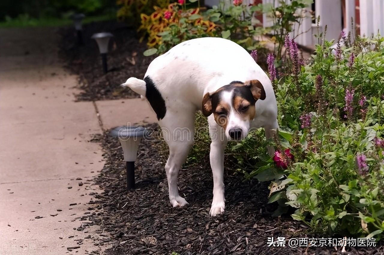 狗狗撒尿抬起一条腿其实主要是为了自己的领地意识,并且狗狗抬腿尿得