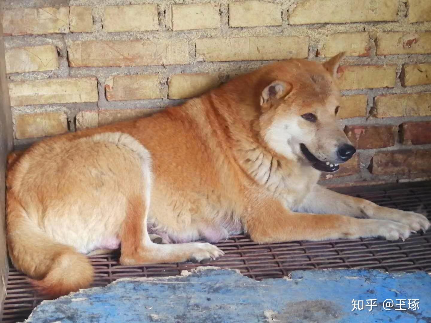 中国本土狗品种大全（图片欣赏） - 知乎