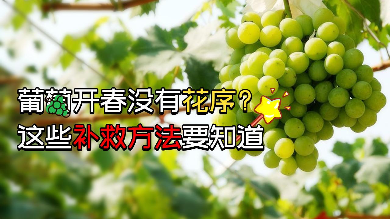 开春葡萄发芽没花序影响产量 怎么补救 知乎 开春葡萄发芽没花序影响产量 怎么补救 知乎