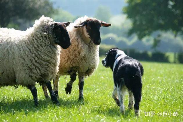 牧羊犬为什么会牧羊?牧羊人天生就会牧羊吗?如果不是,它是如何训练获得牧羊技能呢? - 知乎