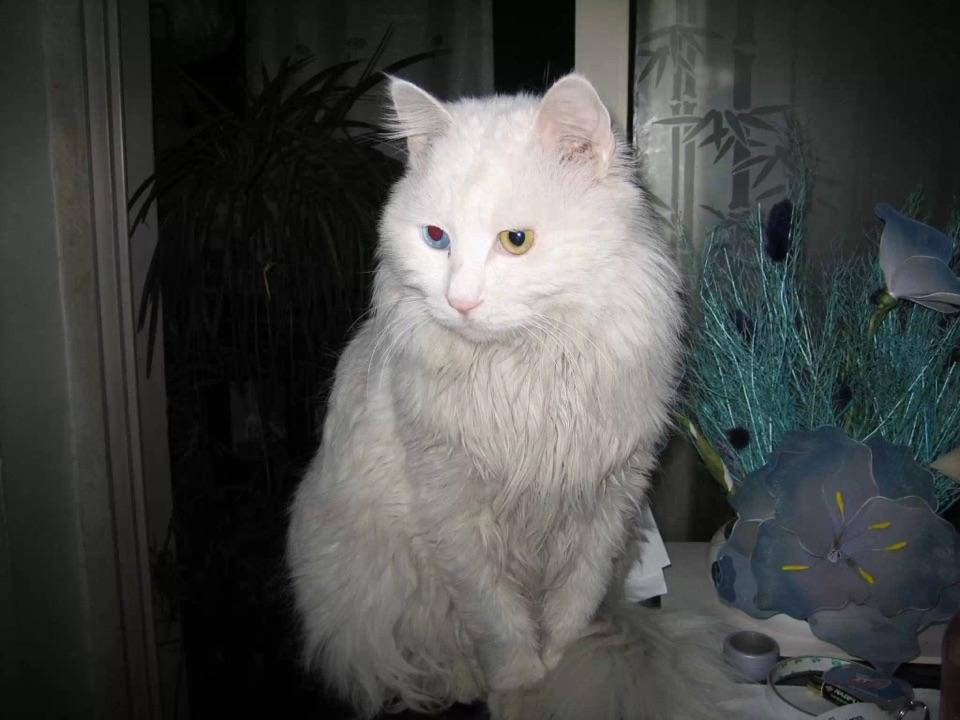 这是山东狮子猫嘛