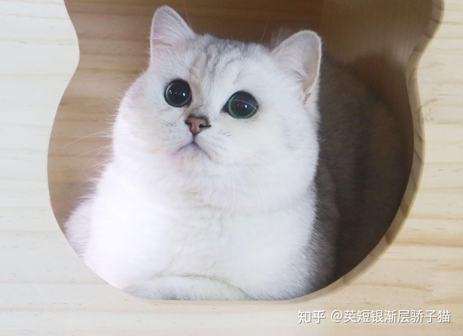 小猫怎么看是不是银点 v2-123b1b60ff186d7f85bfe68c4f7c5dec_r.jpg